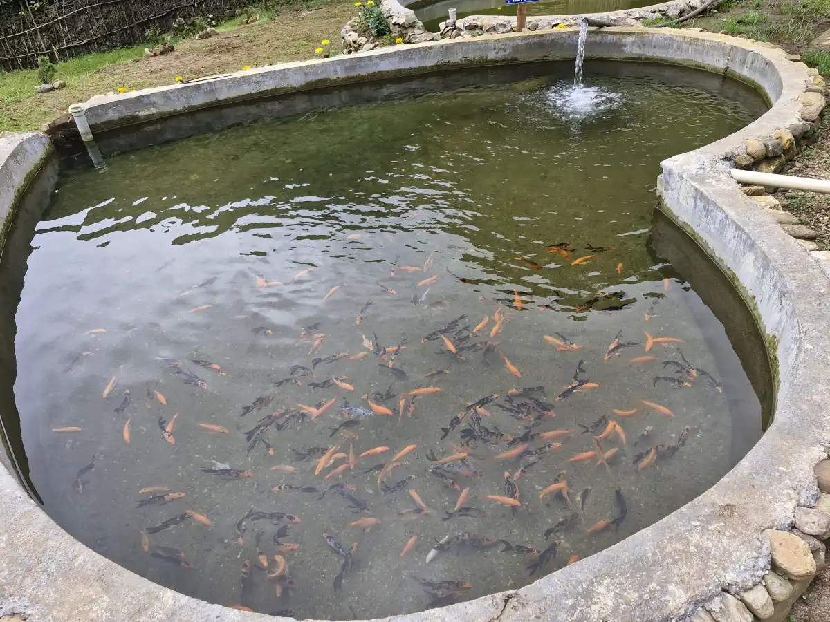 Trout Farm Experience